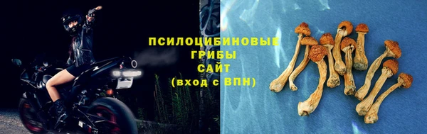 прущие грибы Иннополис